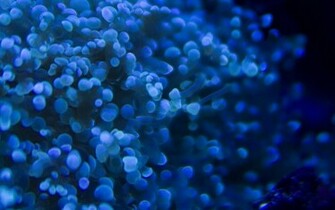 Deep Blue Wallpaper
