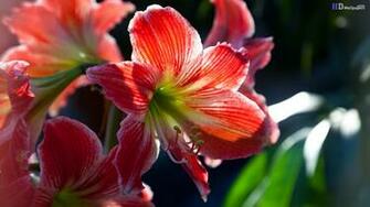 Cute Desktop Flowers HD Wallpaper
