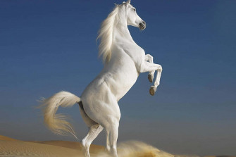 White Horse Picture Wallpaper