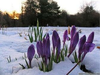 Early Spring Wallpaper
