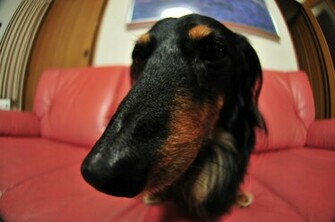 Dachshund Dog Wallpaper