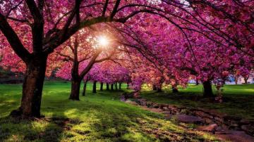 Spring Scenery Wallpaper HD Bits Data Src