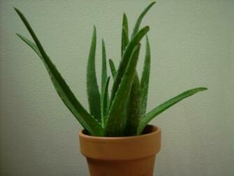 Wallpaper Health Benefits Of Aloe Vera