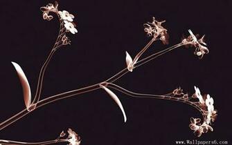 Wallpaper X Ray World Flower