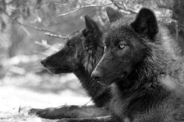 Dark Timber Wolves Wallpaper