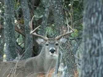 File Whitetailbuck Jpg