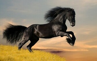 Wild Horses Running Wallpaper Beautiful Black