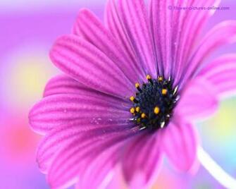 Pink And Purple Flower Background