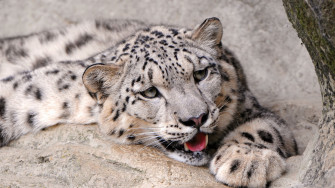 Snow Leopard 4k HD Wallpaper Image Photos