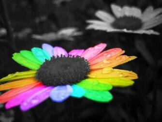 HD Wallpaper U Best Rainbow Flower