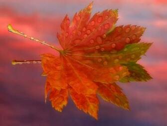 Flowers Wallpaper Gallery Of Beautiful
