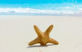 Starfish Computer Wallpaper Desktop Background Id
