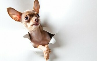 Really Cute Chihuahuas Puppies Chihuahua Puppy Screensavers