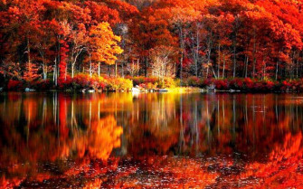 Fall Foliage Wallpaper HD