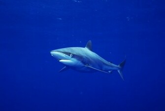 Background And Wallpaper Sharks Killer Whales Set