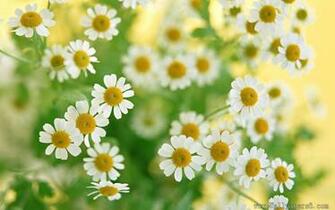 Small Chrysanthemum Flower Wallpaper
