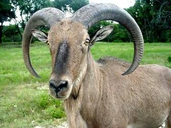 Bighorn Sheep Ram Agpix Jerrymercier Image Only