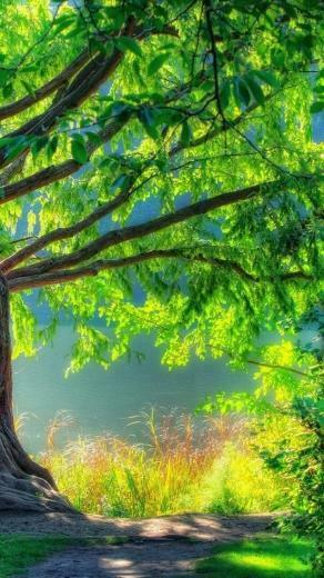 Nature iPhone Wallpaper Cantando Yo Vivire In Studio