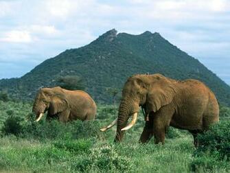 Elephant Wallpaper HD Widescreen Desktop