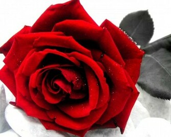 Pretty Red Rose Widescreen Wallpaper Wide Net