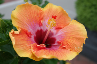 Flowers Hibiscus Wallpaper HD