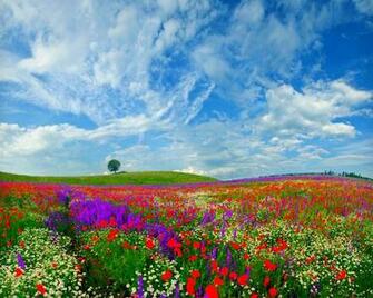 Flower Fields Wallpaper HD