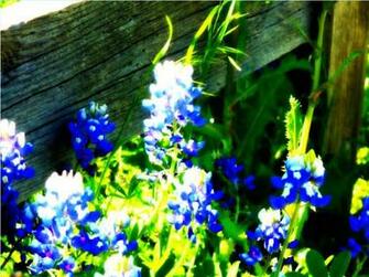 April Bluebonnets Wallpaper
