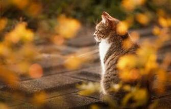 Wallpaper Autumn Cat Look Light Nature Tile Back The