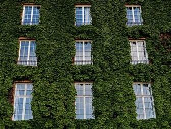 Image Ivy Covered Brick Wall