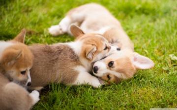 Corgi Background HD Wallpaper Teahub Io