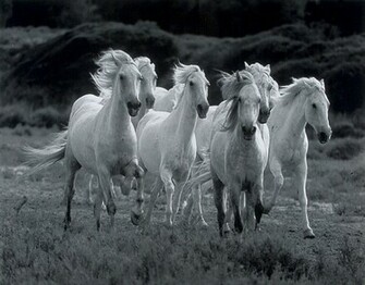 Wild Horses Wallpaper Zone Background