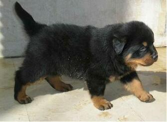 Rottweiler Wallpaper HD Desktop Background M5x