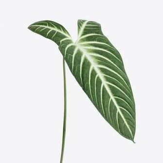 Premium Leaf Psd Mockups Royalty Stock Photos Rawpixel
