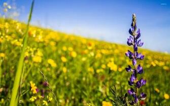 Wildflowers Wallpaper Photography