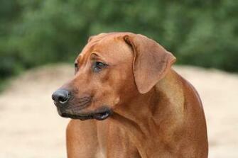 Lovely Rhodesian Ridgeback Dog Photo And Wallpaper Beautiful