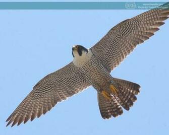 Peregrine Falcon Wallpaper