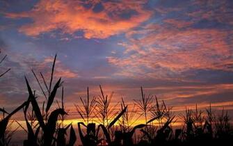 High Resolution Sunset Over Cornfield Desktop Laptop Ed