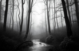 Black And White Nature Wallpaper