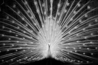 White Peacock Wallpaper