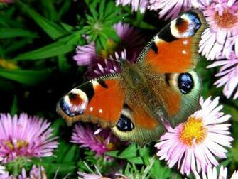 Butterfly Wallpaper For Android Hq Background HD