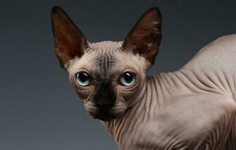 Wallpaper Eyes Look Sphynx Image For Desktop Section