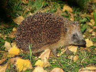 Hedgehog Wallpaper Image And Animals Pictures