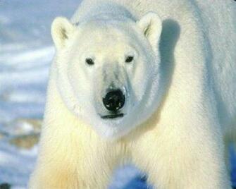 Polar Bear Stride Wallpaper Enjoy