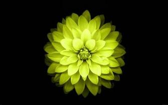 Name iPhone Plus Yellow Lotus Flower Retina Wallpaper