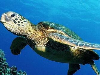 Beautiful Wallpaper Turtle HD