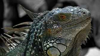 Image For Wallpaper Rep0022 Reptile