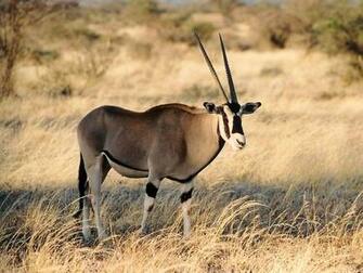 Oryx Wallpaper Animals Town