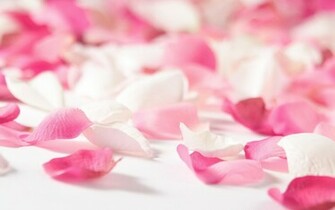 Pink Colour Background Wallpaper High Definition Quality