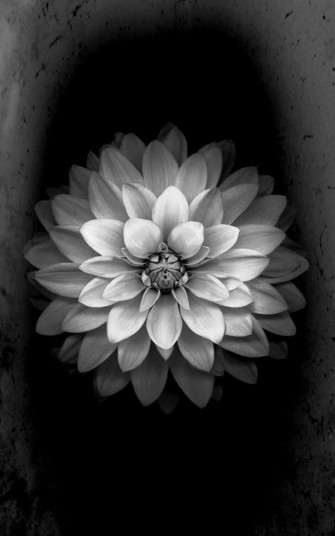 White Flower Wallpaper