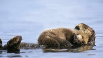 Animals Alaska Otters Gulf Baby Sea Wallpaper